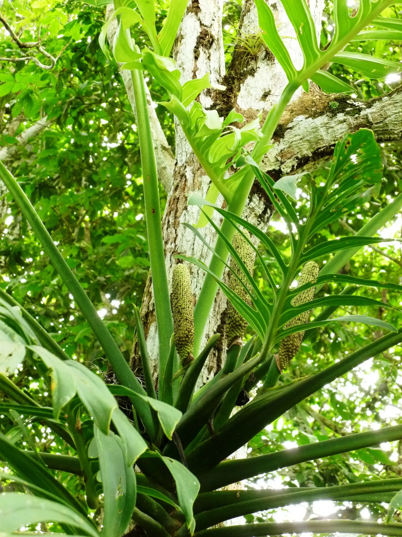 Monstera (Monstera Deliciosa) — is a tropical perennial renowned for its dramatic; it prefers humid conditions and temperatures between 68&deg;F to, image 73