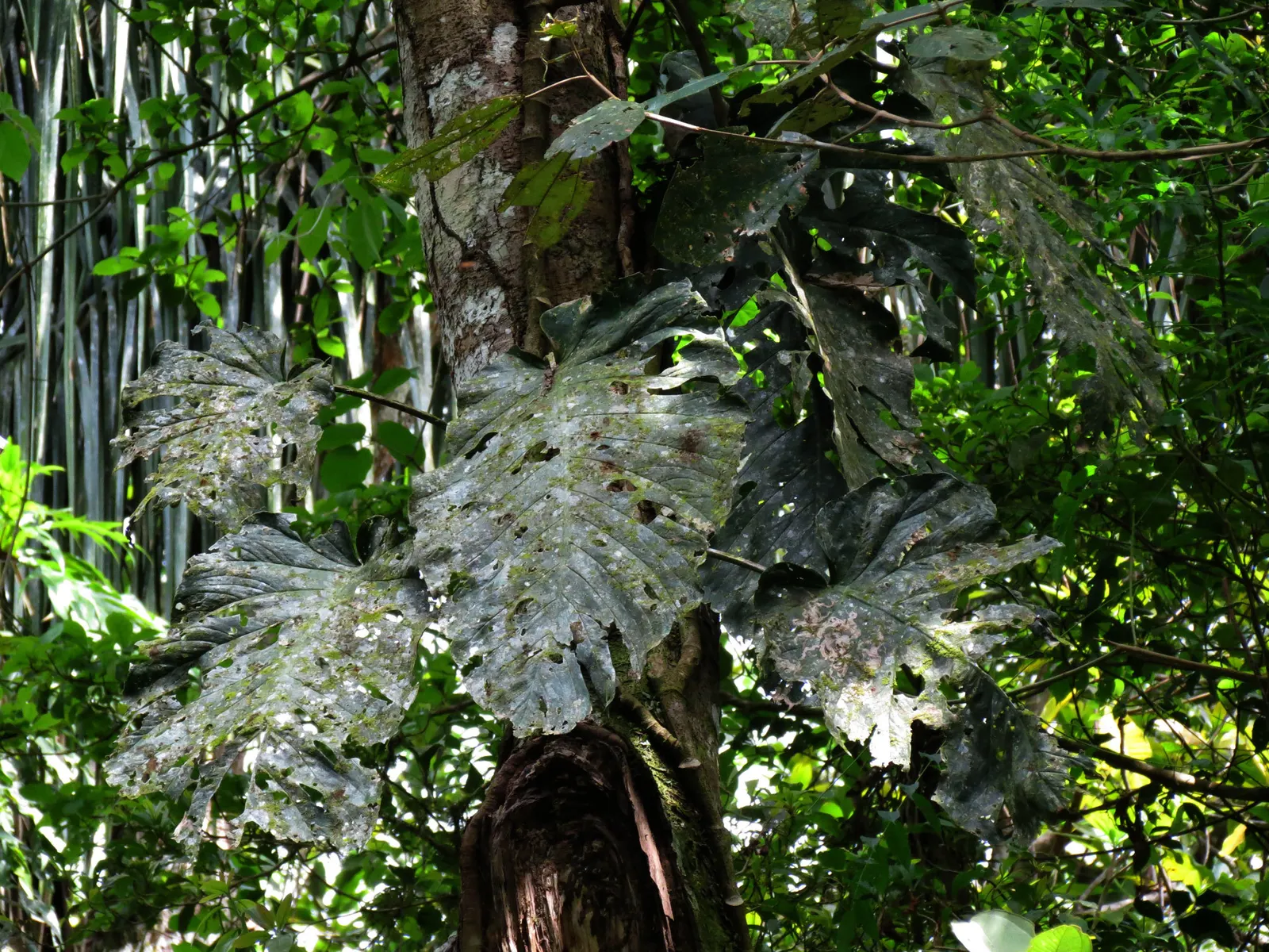 Monstera (Monstera Deliciosa) — this plant thrives in a landscape design that emulates its natural; with its dramatic presence, image 188