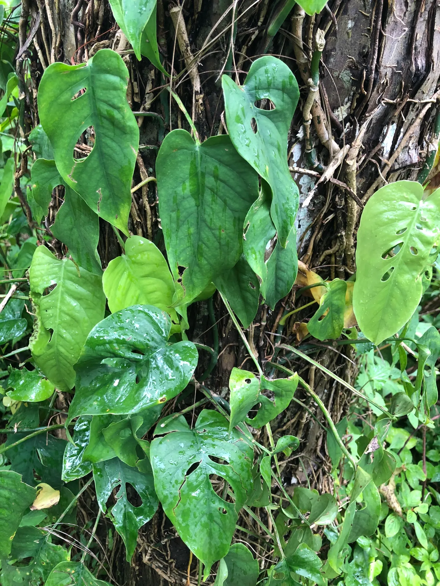 Monstera (Monstera Deliciosa) — heart-shaped leaves are a deep; often referred to as the "Swiss Cheese Plant," is an iconic tropical perennial, image 45