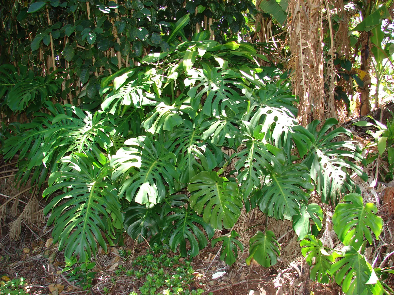 Monstera (Monstera Deliciosa) — thriving in indirect sunlight to avoid leaf scorch; heart-shaped leaves are a deep, image 156