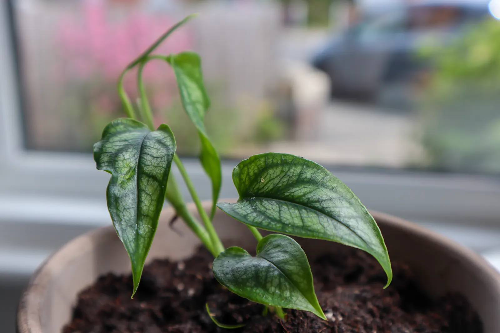 Monstera (Monstera Deliciosa) — shrub for deep shade or half or shade; replicating its tropical beginnings.<br><br>This plant adapts well to indoor, image 108