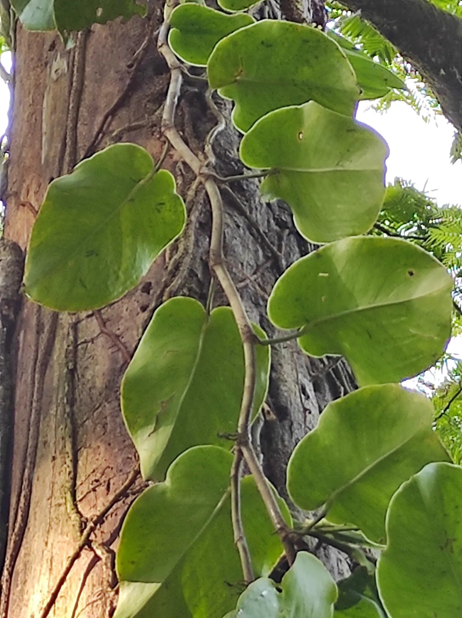 Monstera (Monstera Deliciosa) — Its soil preference is peaty, well-draining substrates that maintain moisture without becoming waterlogged; making, image 49