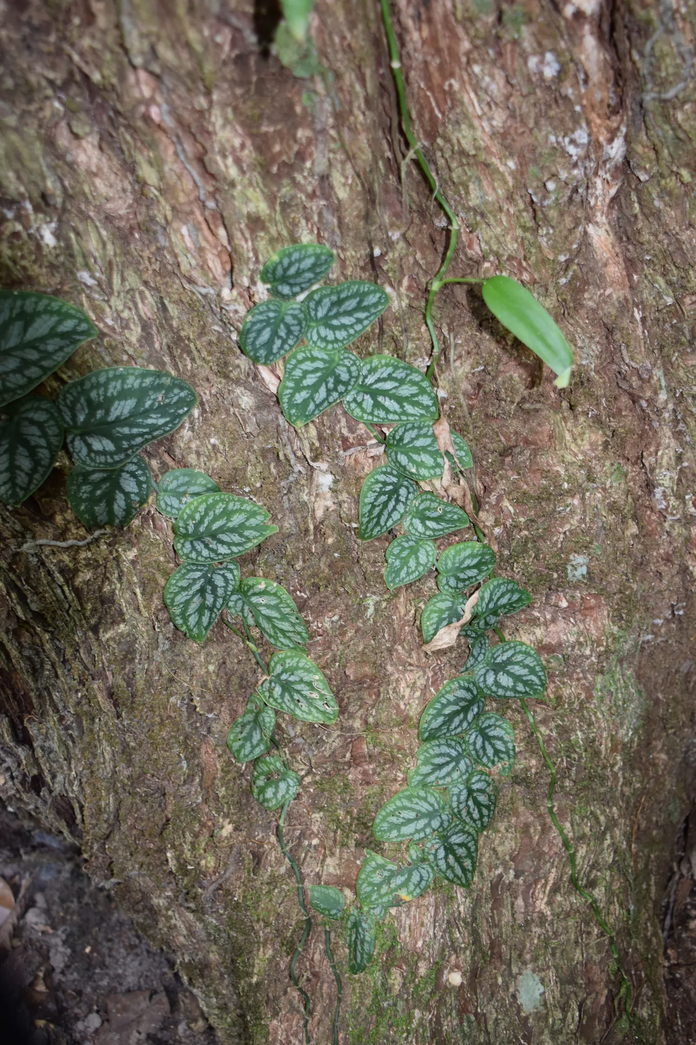 Monstera (Monstera Deliciosa) — Its soil preference is peaty, well-draining substrates that maintain moisture without becoming waterlogged; making, image 85