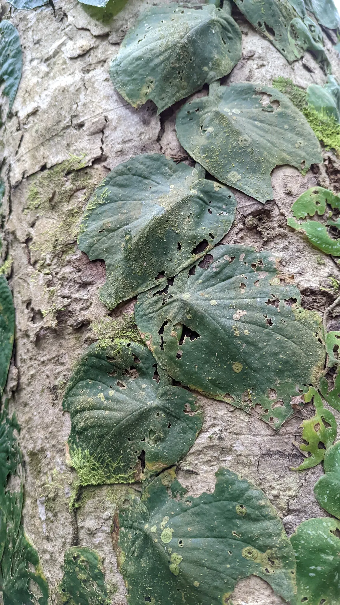 Monstera (Monstera Deliciosa) — thriving in indirect sunlight to avoid leaf scorch; heart-shaped leaves are a deep, image 48