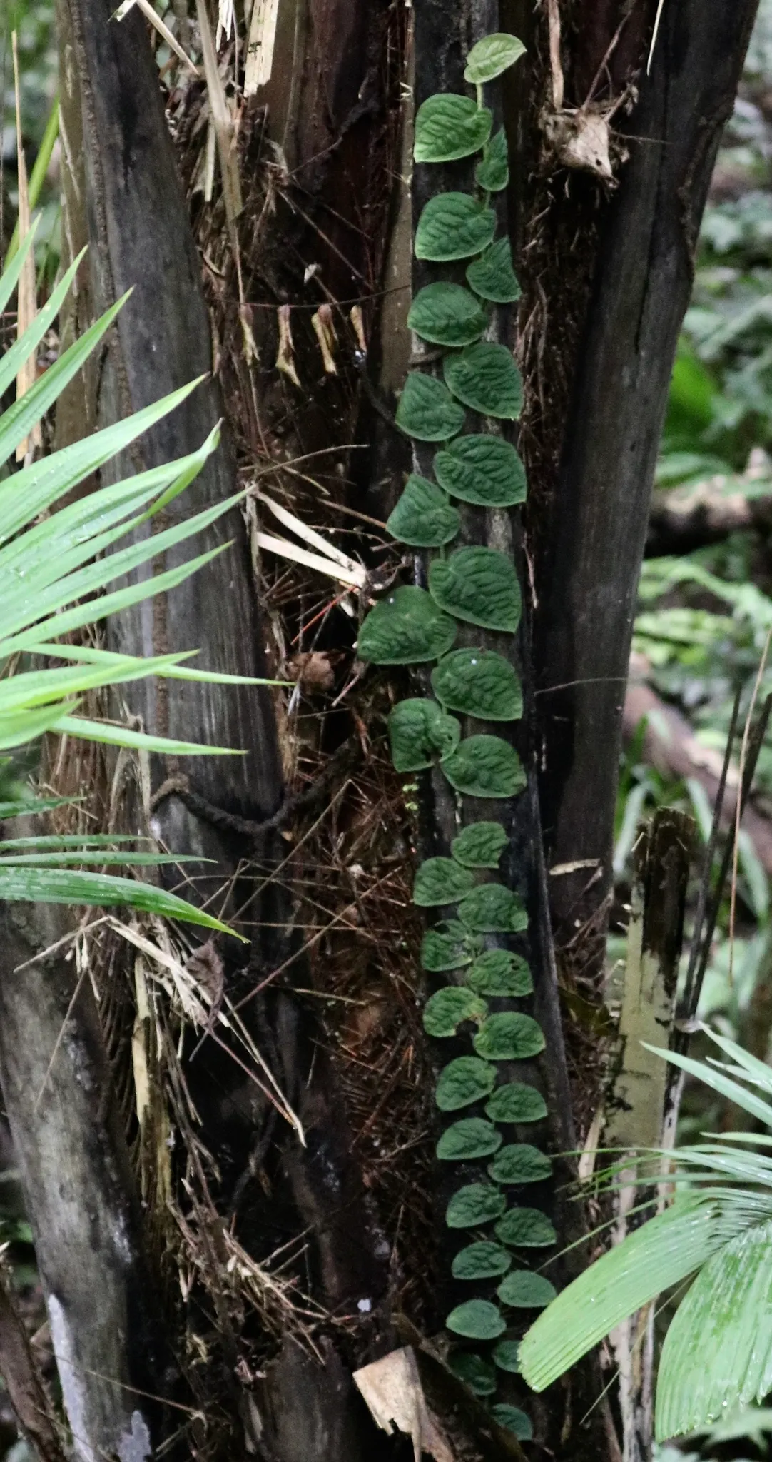 Monstera (Monstera Deliciosa) — making it a popular choice for atriums or larger indoor garden spaces; is a tropical perennial renowned for its, image 160