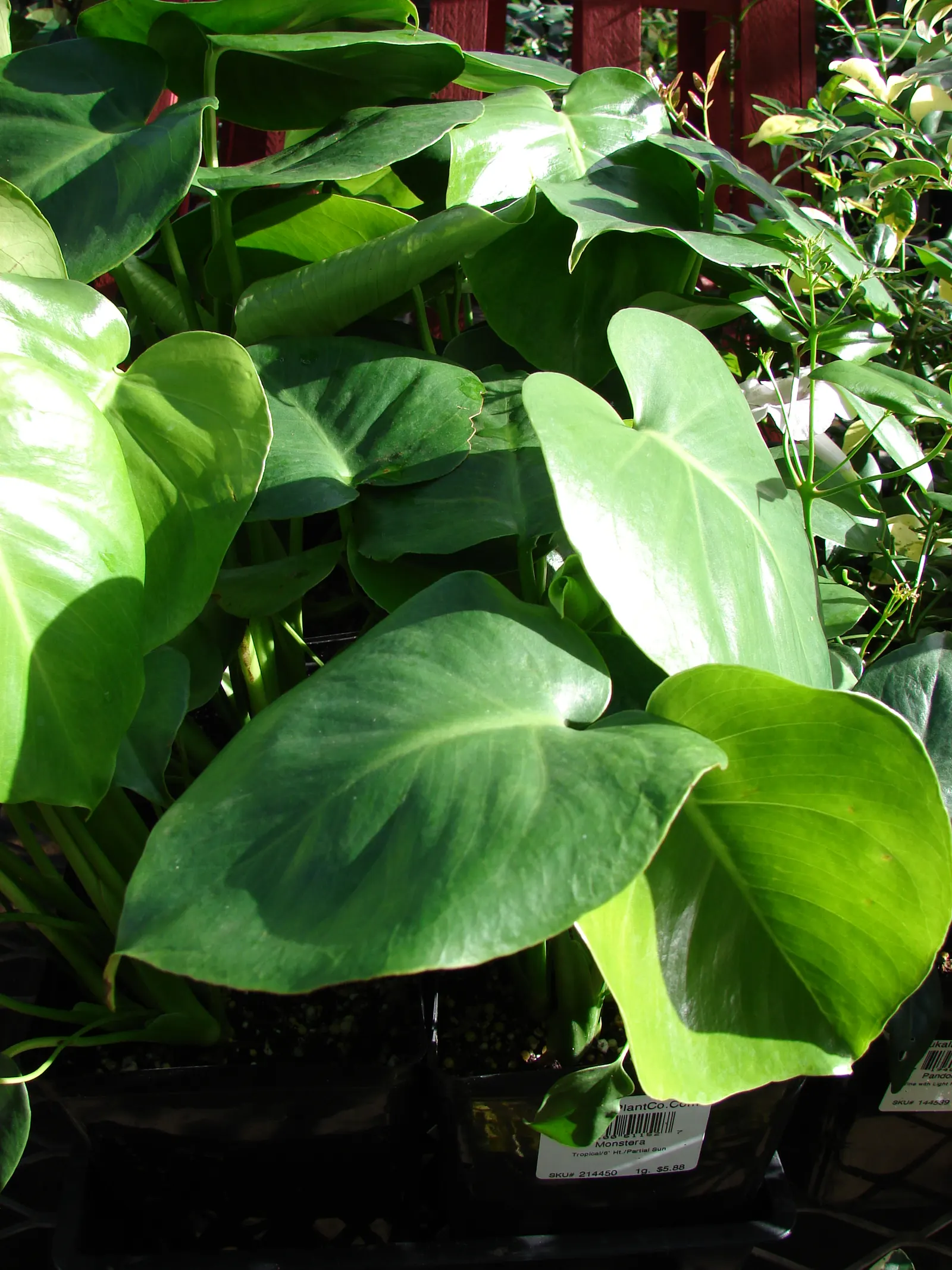 Monstera (Monstera Deliciosa) — replicating its tropical beginnings.<br><br>This plant adapts well to indoor conditions; thriving in indirect, image 195