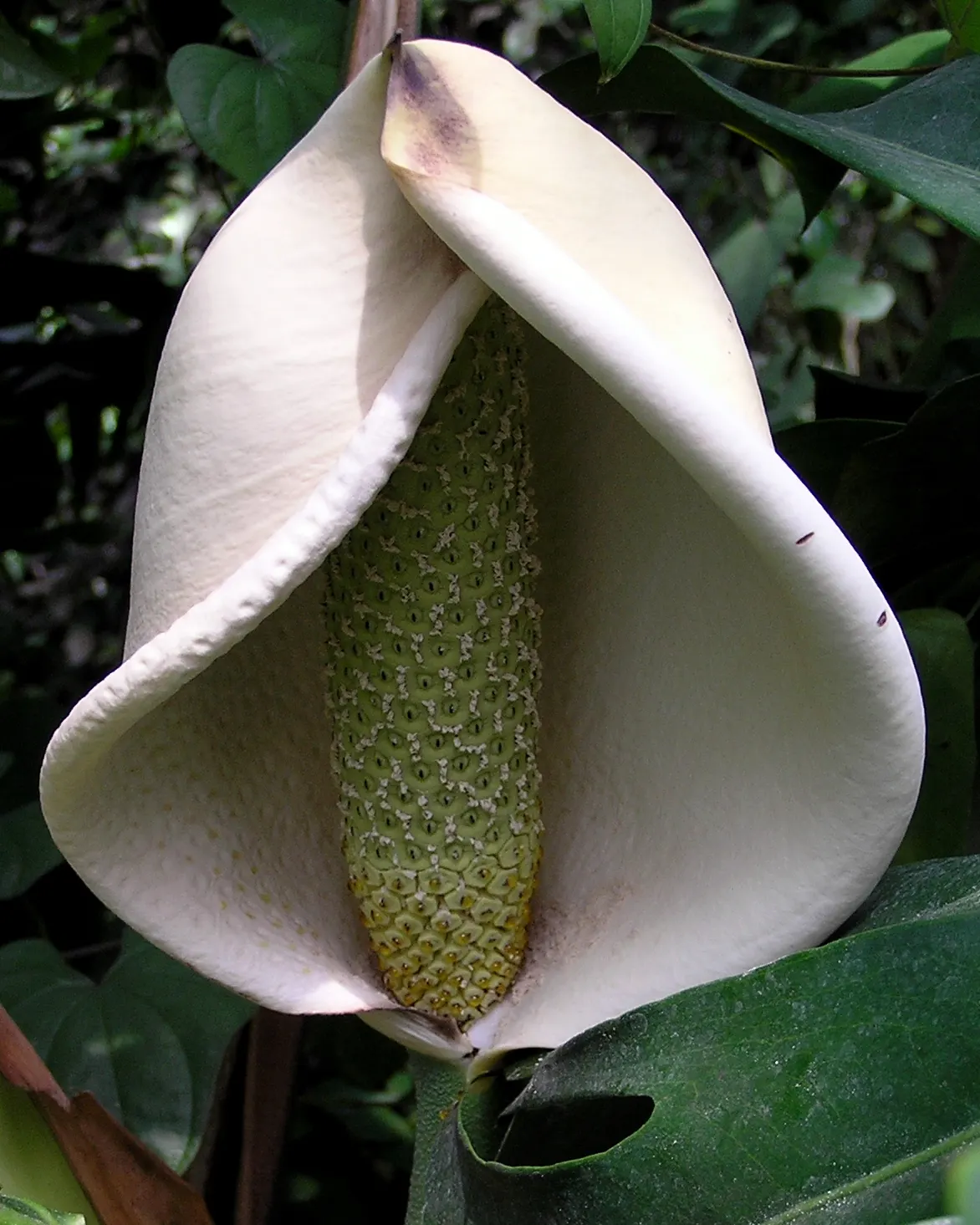 Monstera (Monstera Deliciosa) — vibrant green and can grow to an impressive size; its soil preference is peaty, well-draining substrates that, image 46