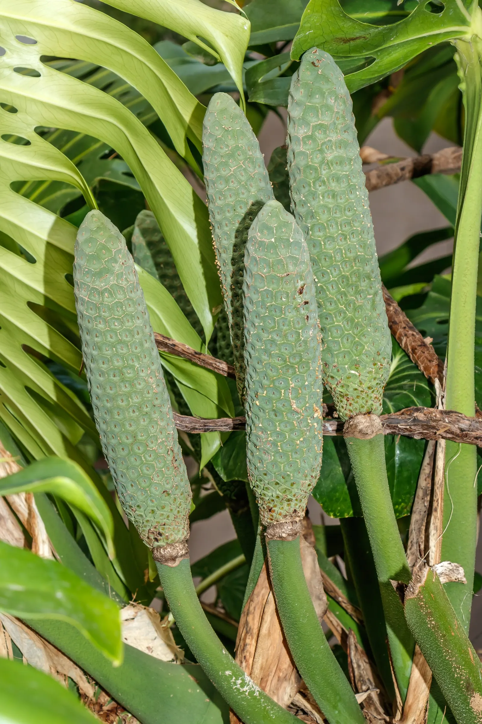 Monstera (Monstera Deliciosa) — shrub for deep shade or half or shade; replicating its tropical beginnings.<br><br>This plant adapts well to indoor conditions