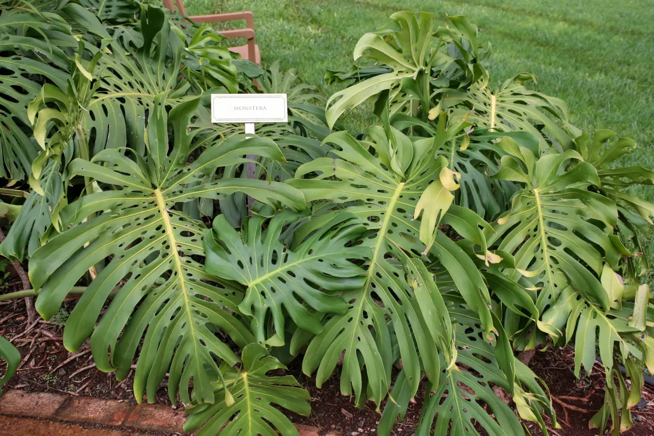 Monstera (Monstera Deliciosa) — this plant thrives in a landscape design that emulates its natural; with its dramatic presence