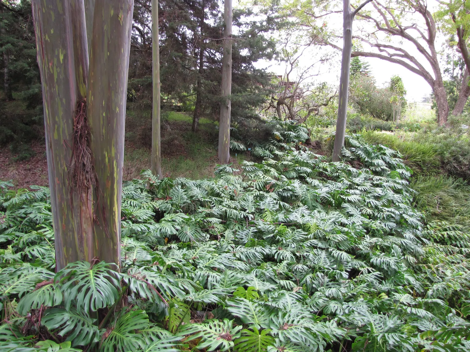 Monstera (Monstera Deliciosa) — replicating its tropical beginnings.<br><br>This plant adapts well to indoor conditions; thriving in indirect, image 177