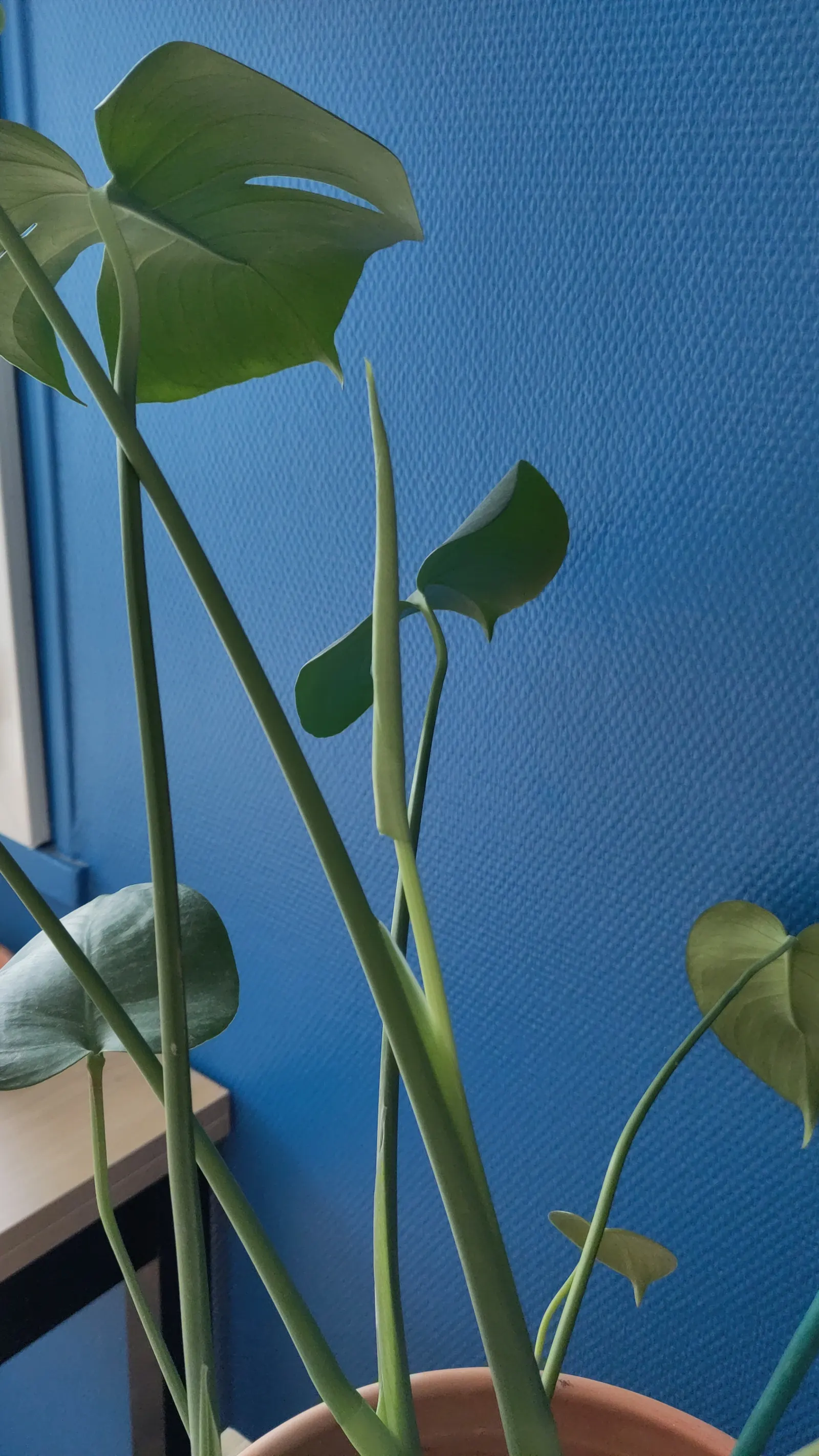 Monstera (Monstera Deliciosa) — With origins tracing back to the rainforests of Central America; vibrant green and can grow to an impressive size, image 43