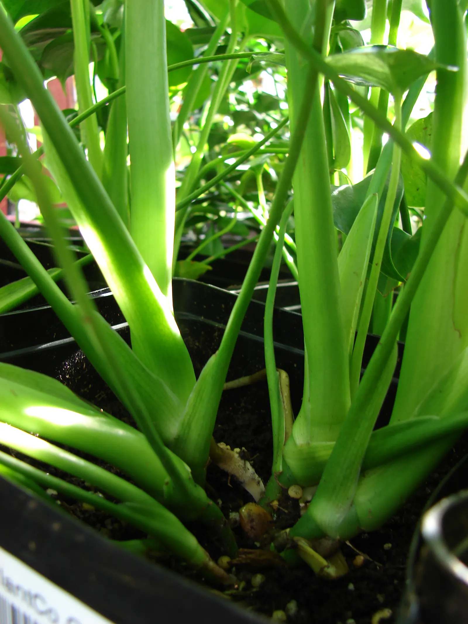 Monstera (Monstera Deliciosa) — often referred to as the "Swiss Cheese Plant," is an iconic tropical perennial renowned for its distinctive, image 168