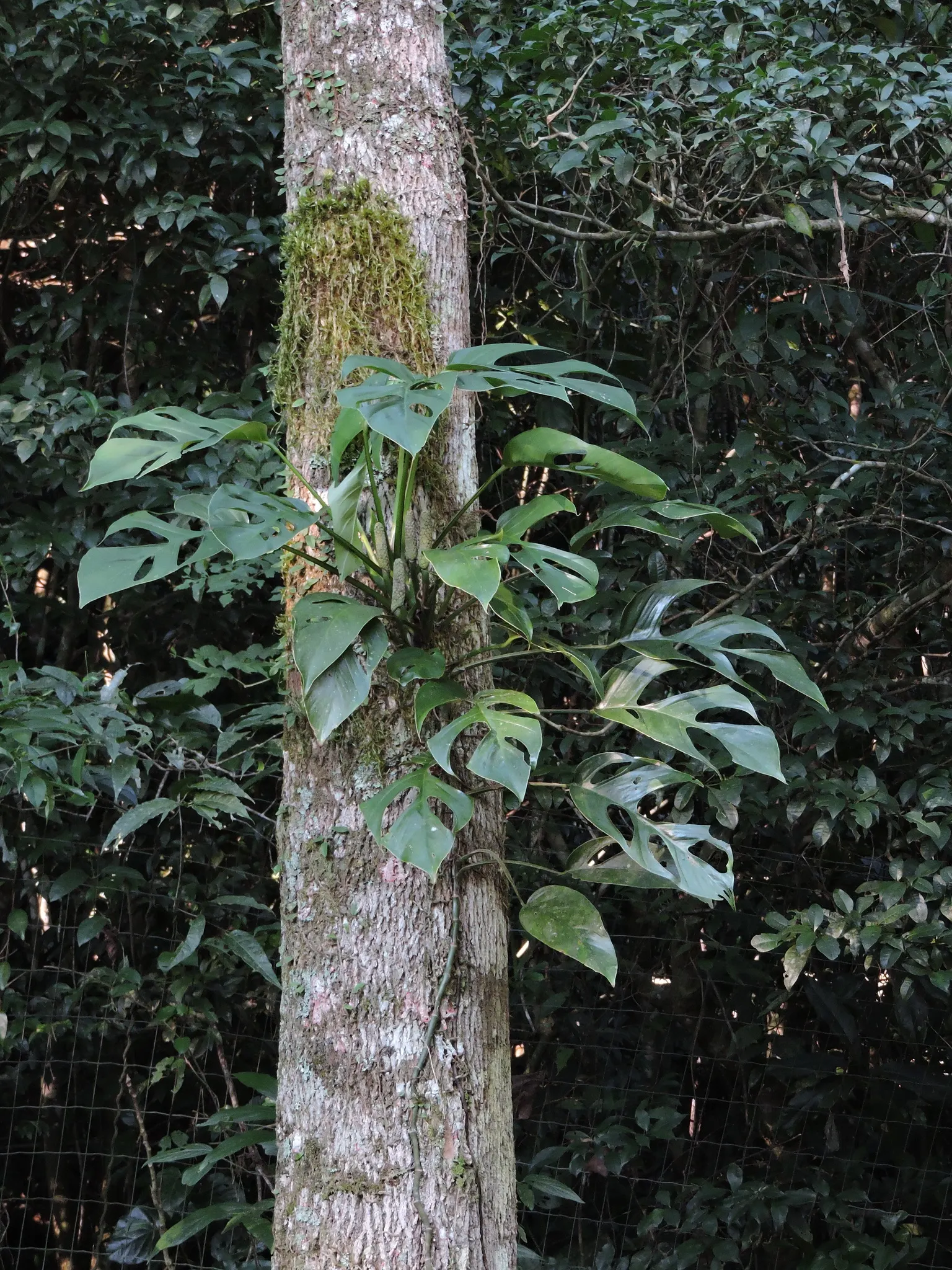 Monstera (Monstera Deliciosa) — vibrant green and can grow to an impressive size