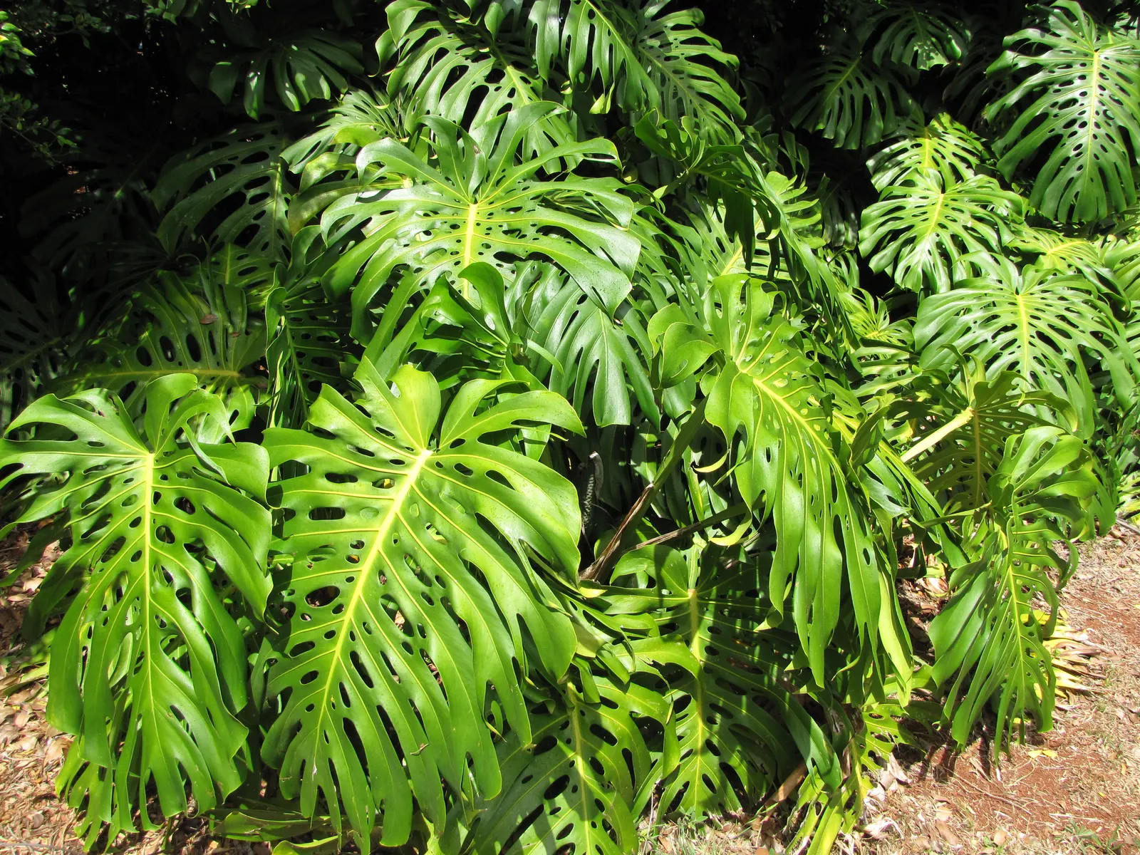 Monstera (Monstera Deliciosa) — it prefers humid conditions and temperatures between 68&deg;F to 86&deg;F; with origins tracing back to the, image 112