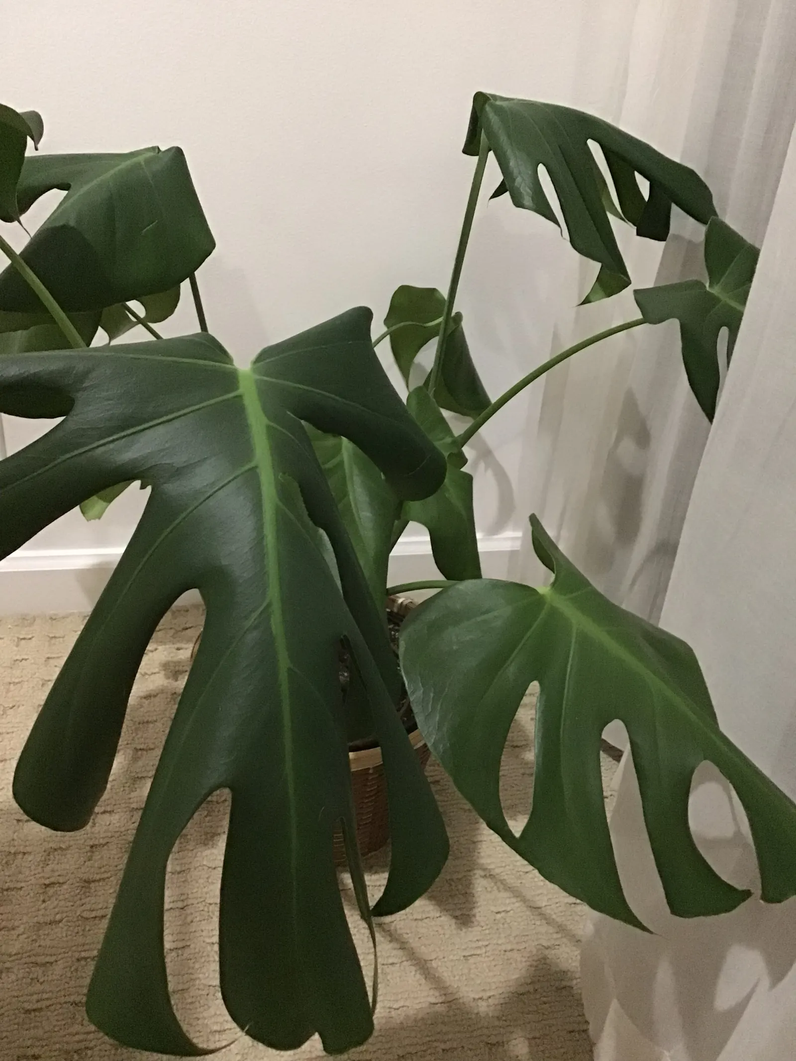 Monstera (Monstera Deliciosa) — Its soil preference is peaty, well-draining substrates that maintain moisture without becoming waterlogged; making it a popular