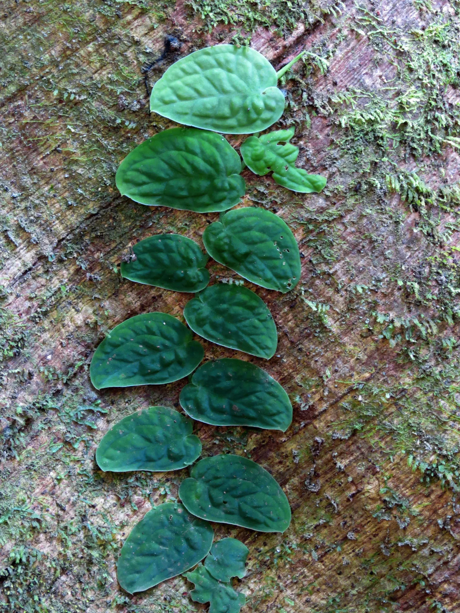 Monstera (Monstera Deliciosa) — shrub for deep shade or half or shade
