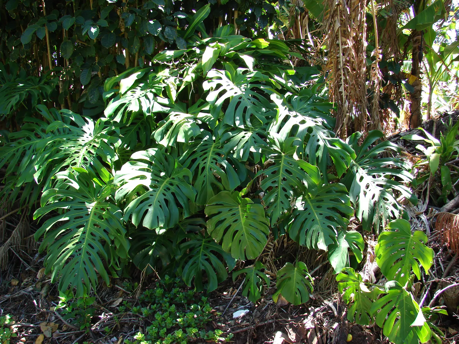 Monstera (Monstera Deliciosa) — is a tropical perennial renowned for its dramatic; it prefers humid conditions and temperatures between 68&deg;F to, image 127