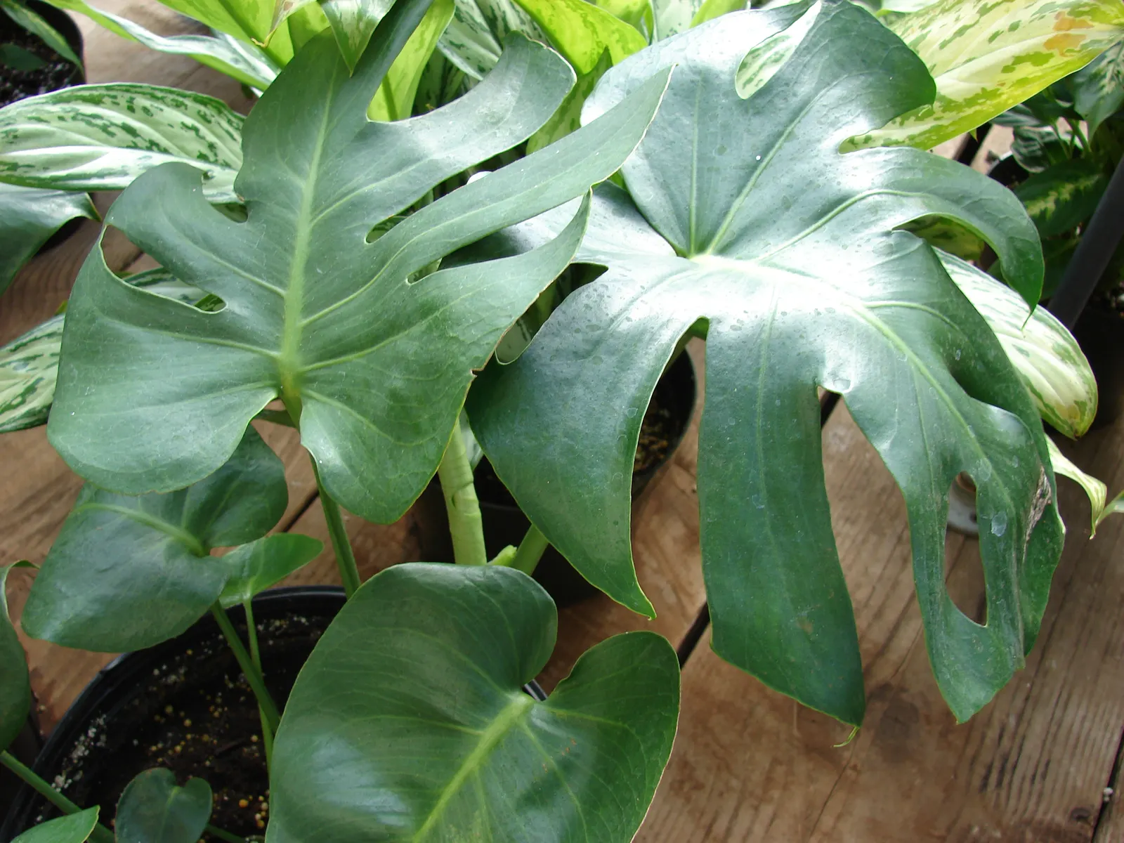 Monstera (Monstera Deliciosa) — heart-shaped leaves are a deep; often referred to as the "Swiss Cheese Plant," is an iconic tropical perennial, image 117