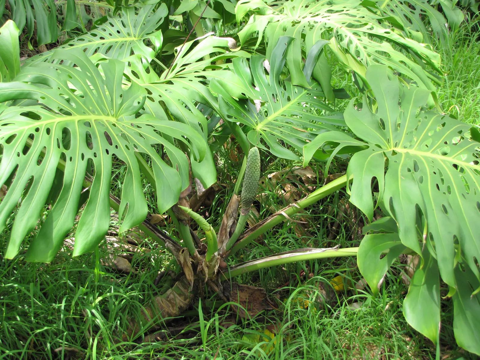 Monstera (Monstera Deliciosa) — With its dramatic presence; this plant thrives in a landscape design that emulates its natural, image 89