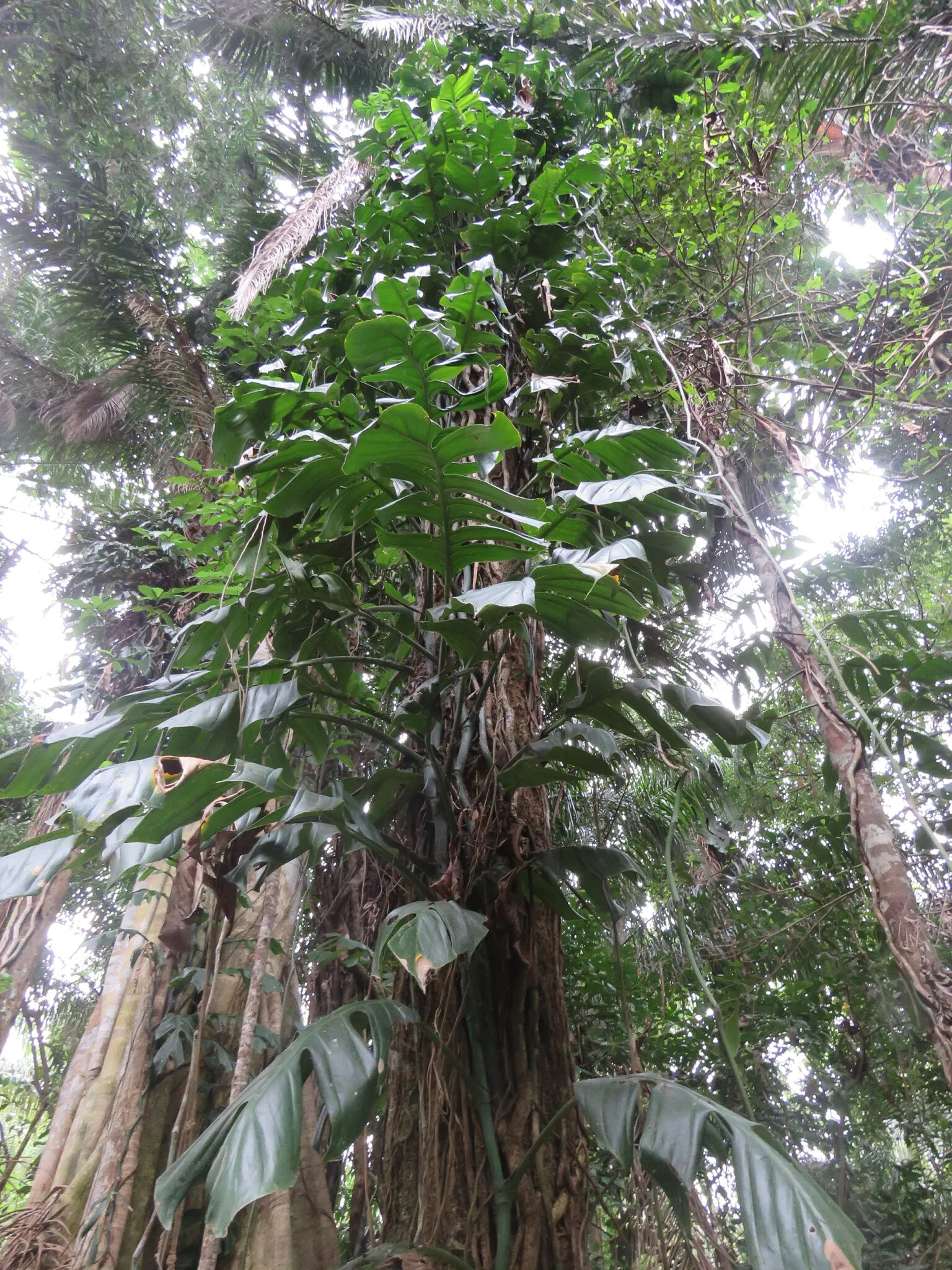 Monstera (Monstera Deliciosa) — it prefers humid conditions and temperatures between 68&deg;F to 86&deg;F; with origins tracing back to the, image 58
