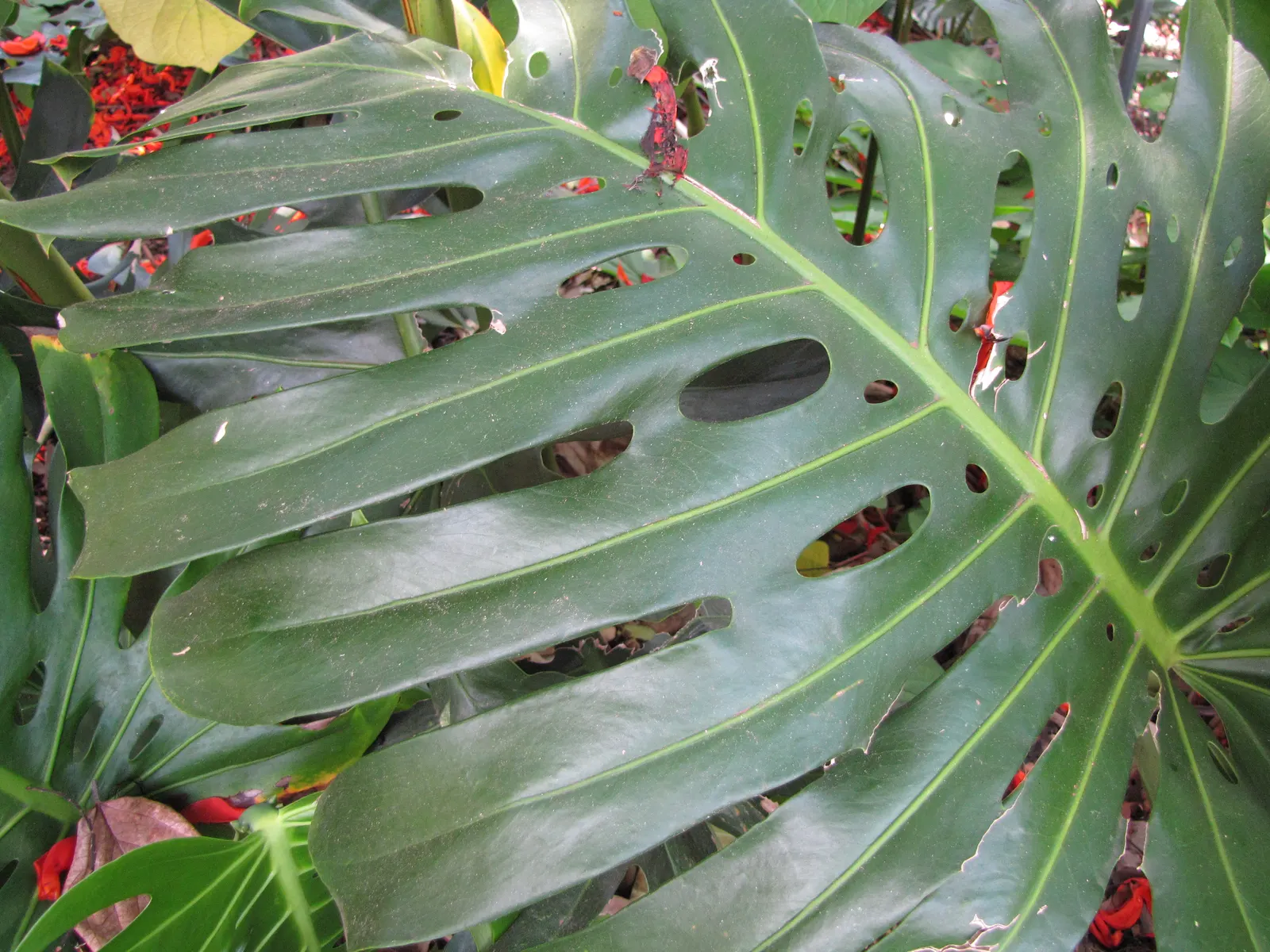 Monstera (Monstera Deliciosa) — it prefers humid conditions and temperatures between 68&deg;F to 86&deg;F