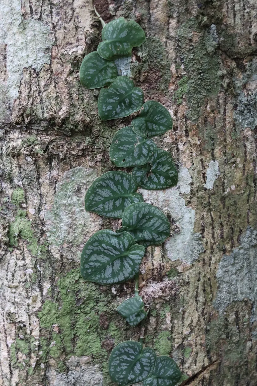 Monstera (Monstera Deliciosa) — Its soil preference is peaty, well-draining substrates that maintain moisture without becoming waterlogged; making, image 121