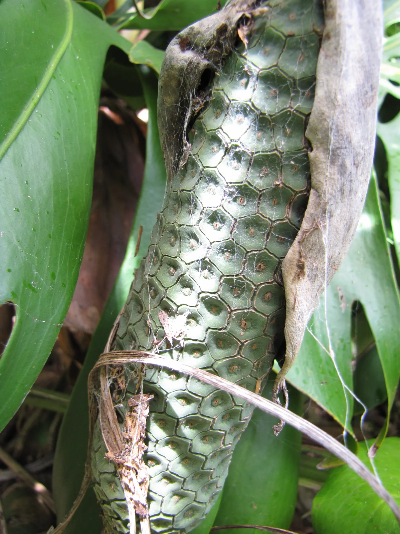 Monstera (Monstera Deliciosa) — perforated leaves that can span up to 18 inches across; often reaching lengths of around 1 to 2 feet with proper care