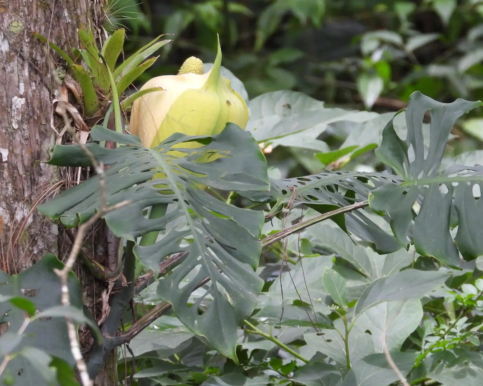 Monstera (Monstera Deliciosa) — Thriving in part shade with indirect light, it grows well in rich, well-draining soil; shrub for deep shade or half, image 147