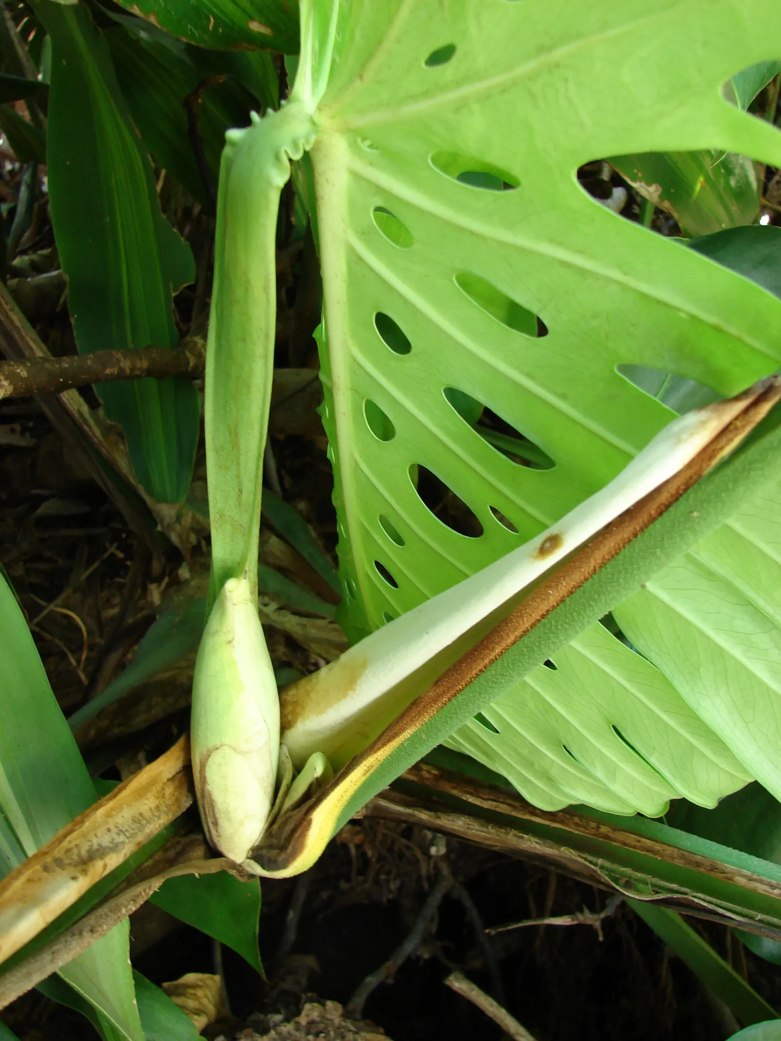Monstera (Monstera Deliciosa) — With origins tracing back to the rainforests of Central America; vibrant green and can grow to an impressive size, image 133