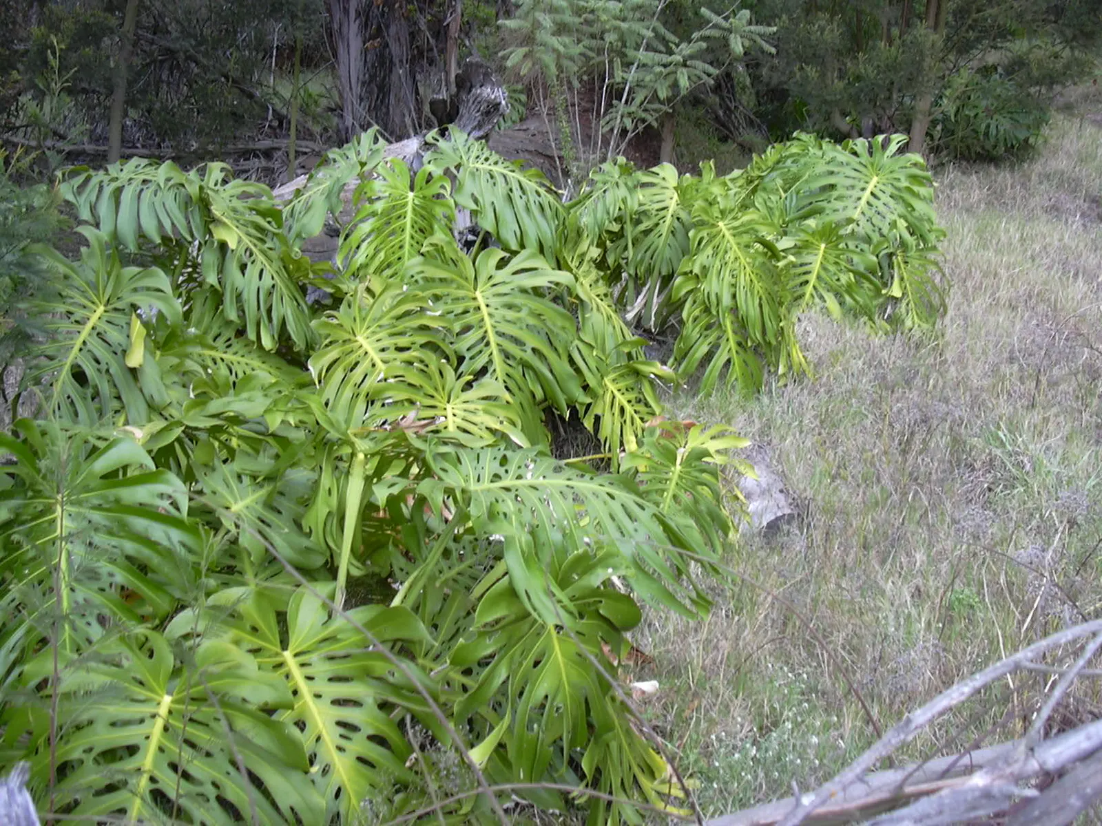 Monstera (Monstera Deliciosa) — is a tropical perennial renowned for its dramatic; it prefers humid conditions and temperatures between 68&deg;F to, image 109