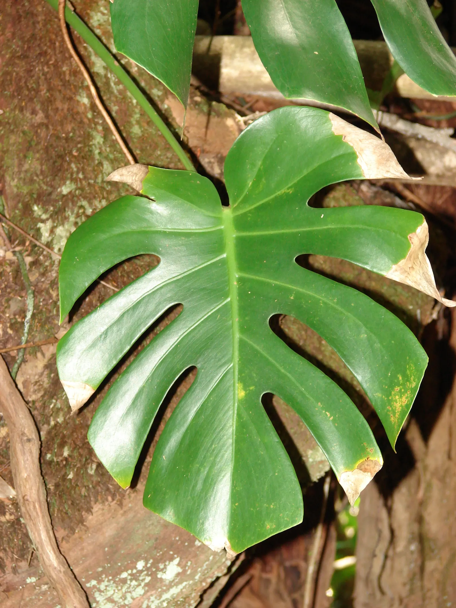 Monstera (Monstera Deliciosa) — heart-shaped leaves are a deep; often referred to as the "Swiss Cheese Plant," is an iconic tropical perennial, image 189