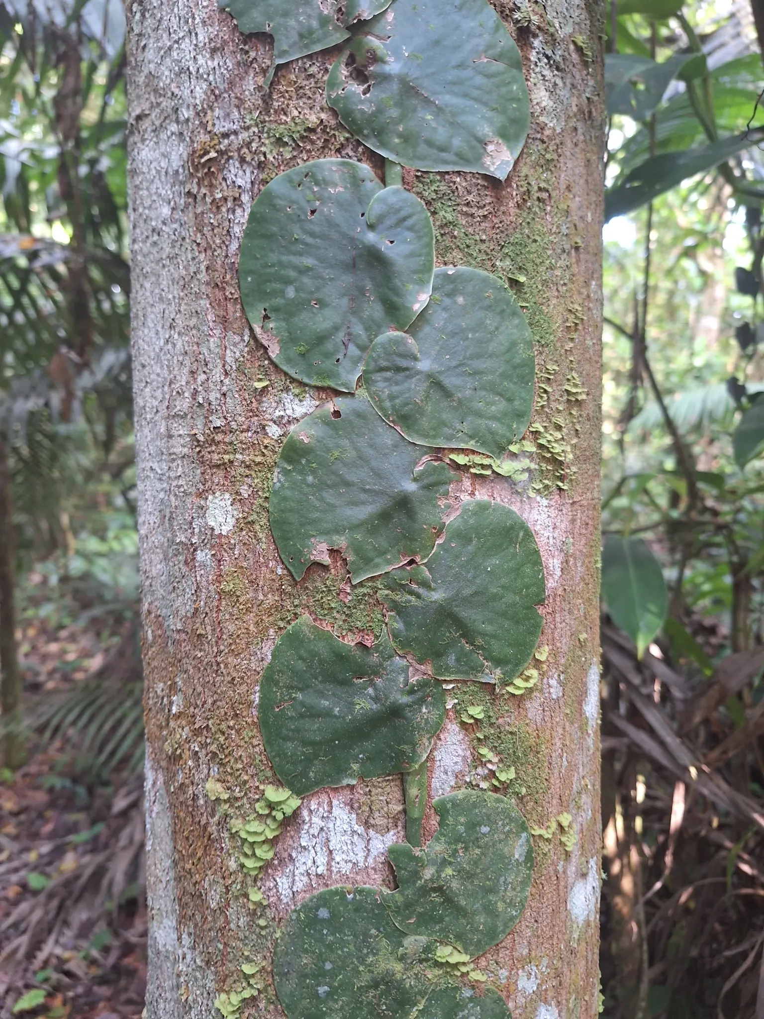Monstera (Monstera Deliciosa) — making it a popular choice for atriums or larger indoor garden spaces; is a tropical perennial renowned for its, image 52