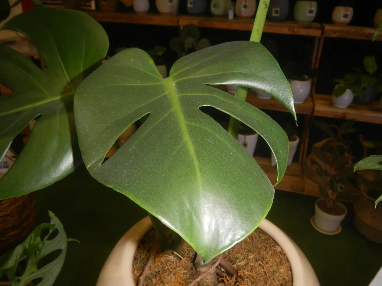 Monstera (Monstera Deliciosa) — this plant thrives in a landscape design that emulates its natural; with its dramatic presence, image 152