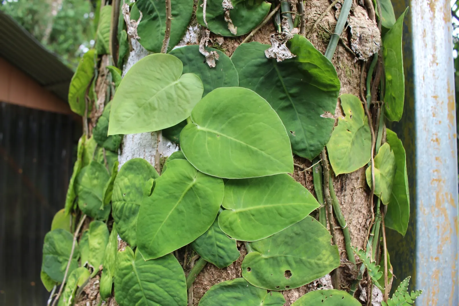 Monstera (Monstera Deliciosa) — With its dramatic presence; this plant thrives in a landscape design that emulates its natural
