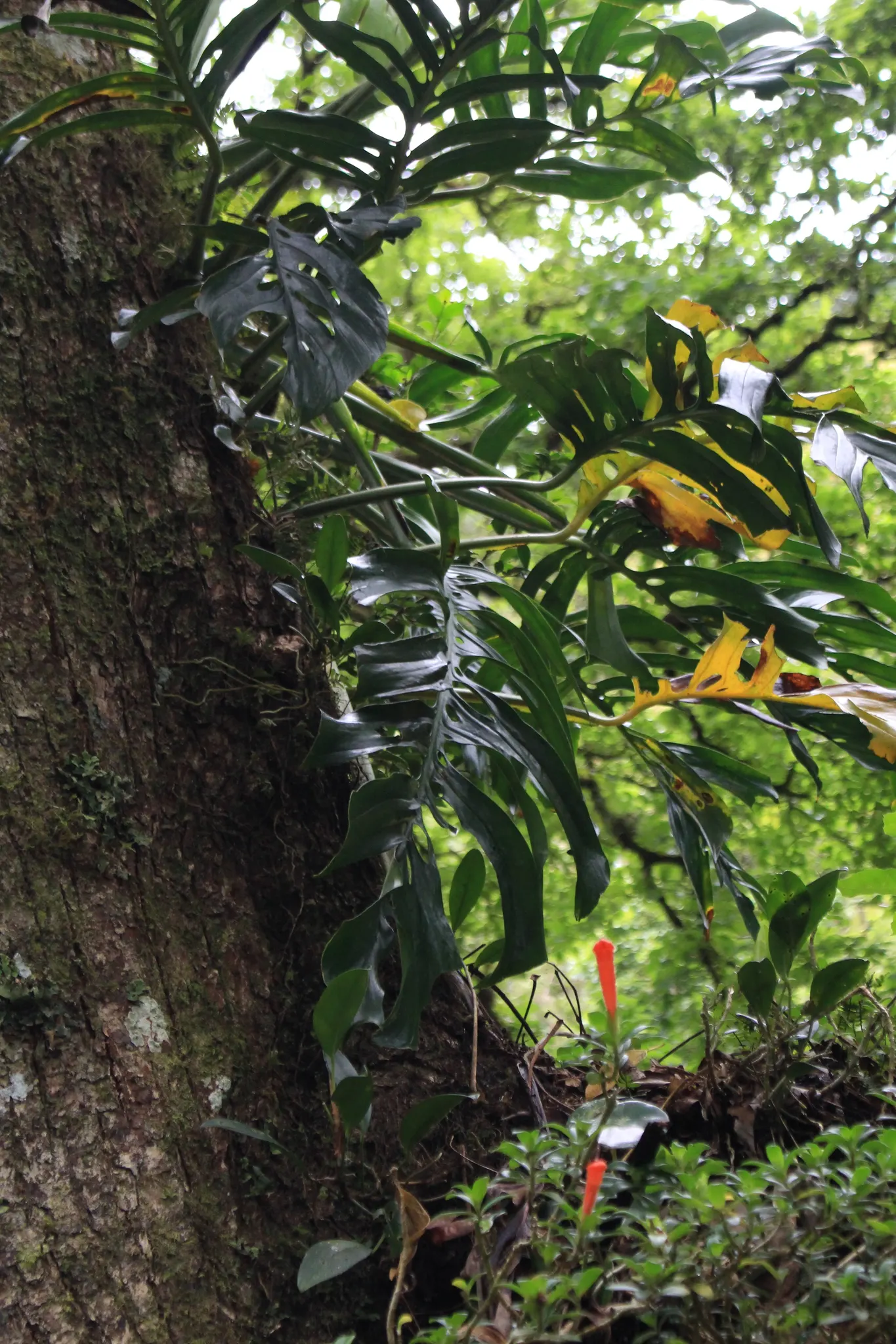 Monstera (Monstera Deliciosa) — it prefers humid conditions and temperatures between 68&deg;F to 86&deg;F; with origins tracing back to the, image 148