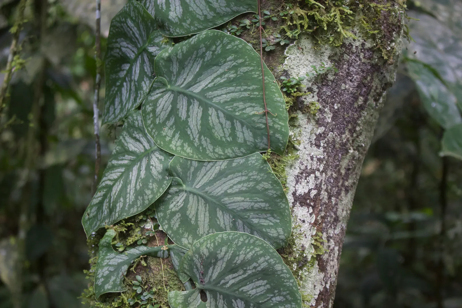 Monstera (Monstera Deliciosa) — shrub for deep shade or half or shade; replicating its tropical beginnings.<br><br>This plant adapts well to indoor, image 72