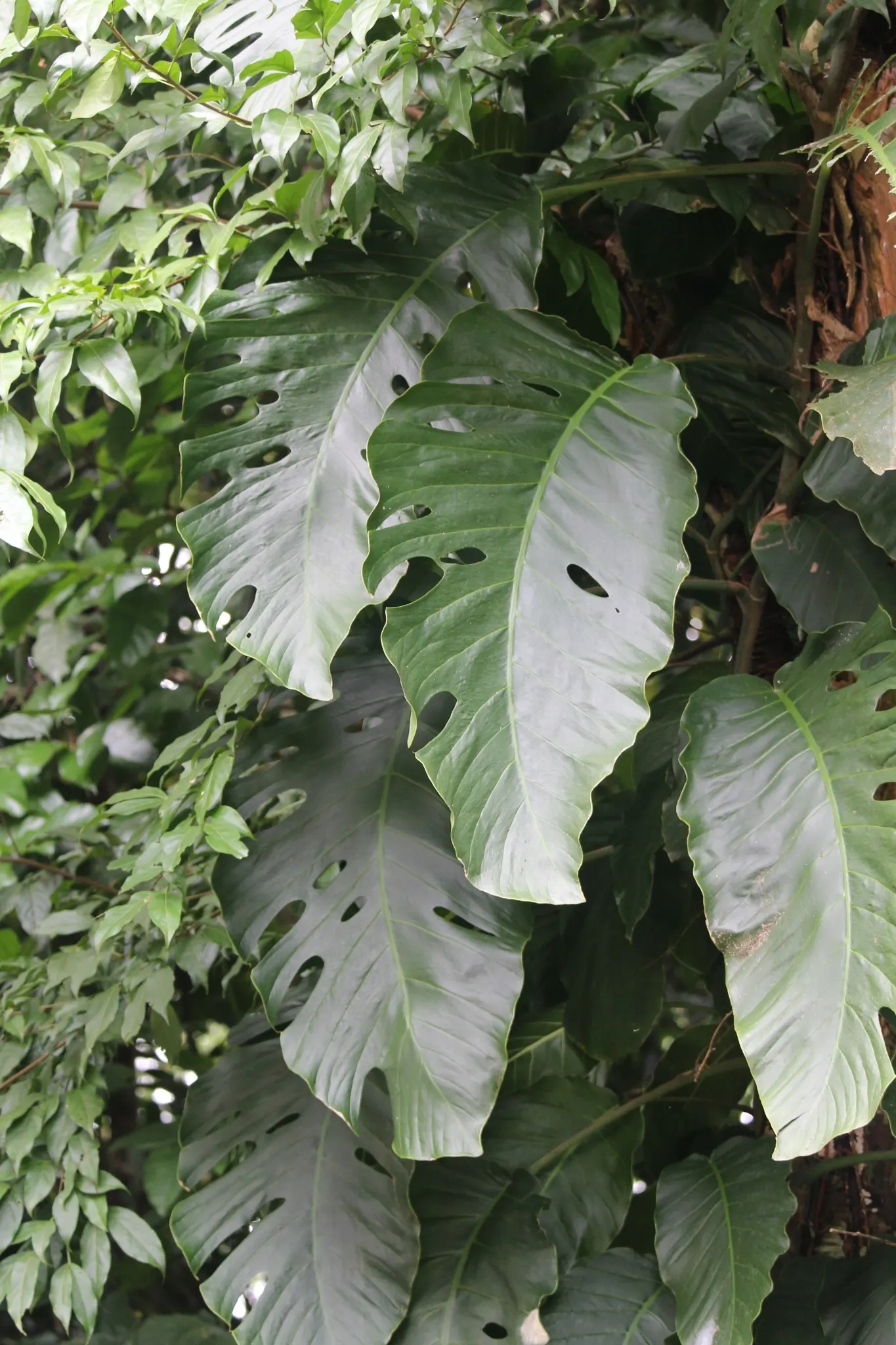 Monstera (Monstera Deliciosa) — With support, it can reach an impressive height of 10 feet, becoming a captivating focal point; provide consistent, image 95