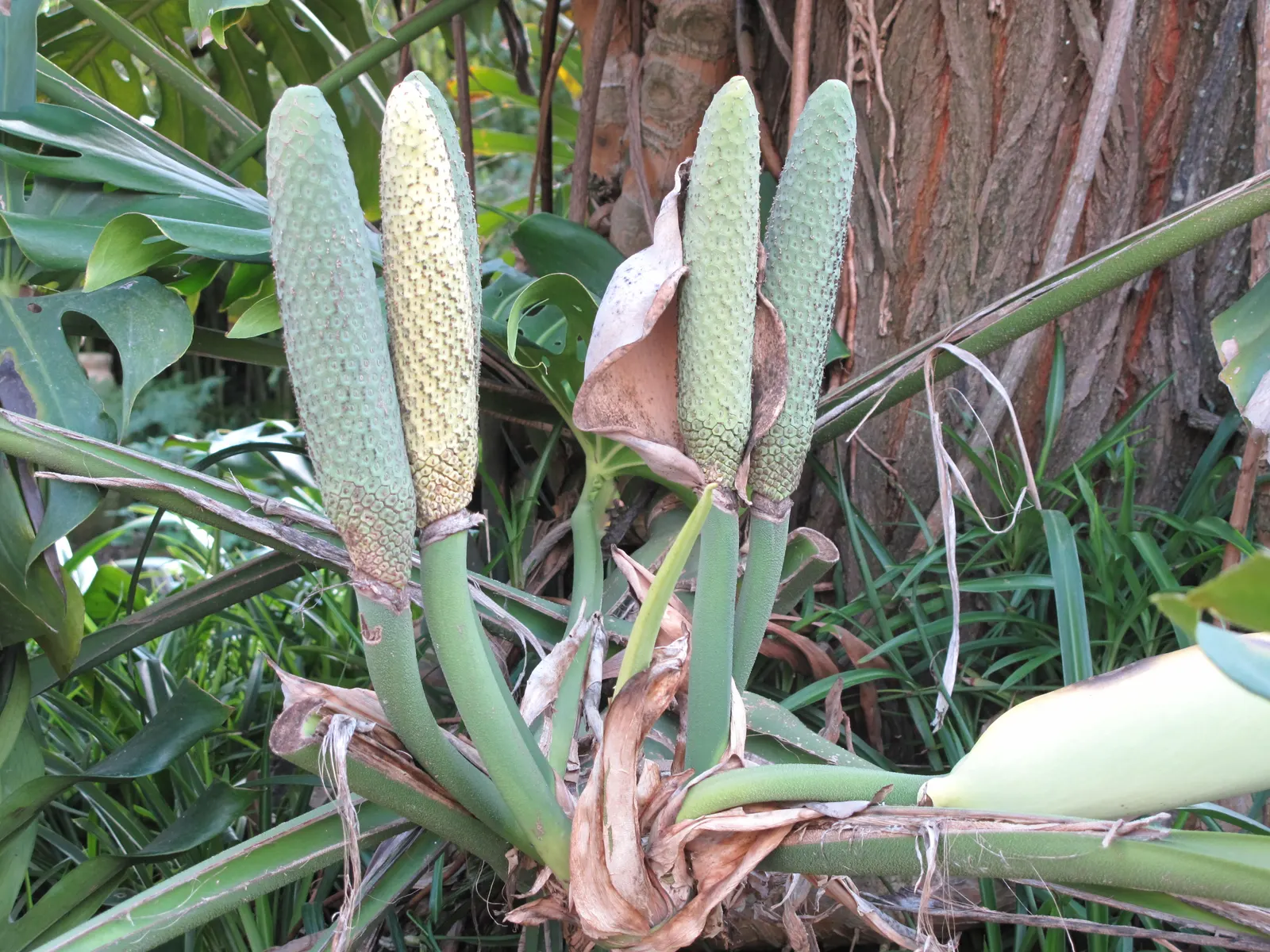 Monstera (Monstera Deliciosa) — making it a popular choice for atriums or larger indoor garden spaces