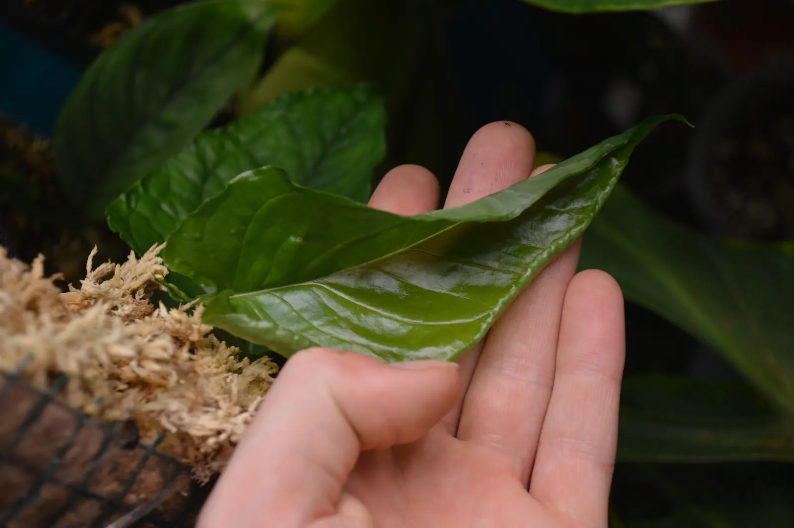 Monstera (Monstera Deliciosa) — With origins tracing back to the rainforests of Central America; vibrant green and can grow to an impressive size, image 97