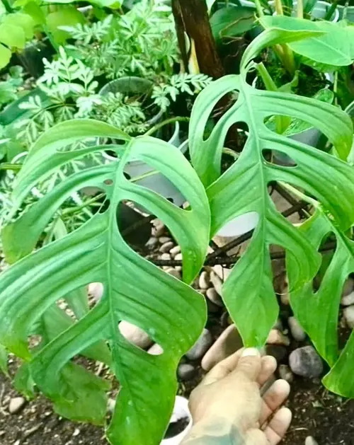 Monstera (Monstera Deliciosa) — thriving in indirect sunlight to avoid leaf scorch; heart-shaped leaves are a deep, image 138