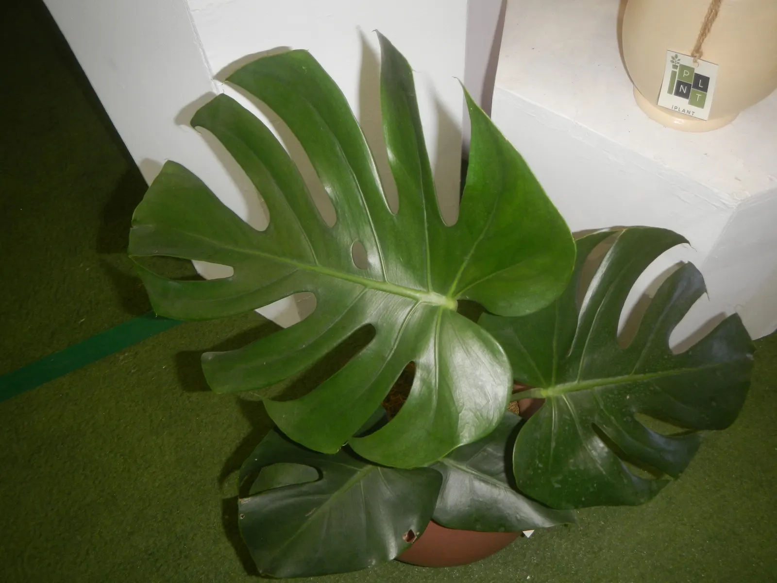 Monstera (Monstera Deliciosa) — With its dramatic presence; this plant thrives in a landscape design that emulates its natural, image 161