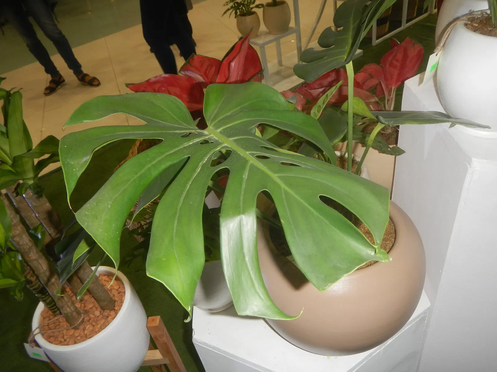 Monstera (Monstera Deliciosa) — With origins tracing back to the rainforests of Central America; vibrant green and can grow to an impressive size, image 79