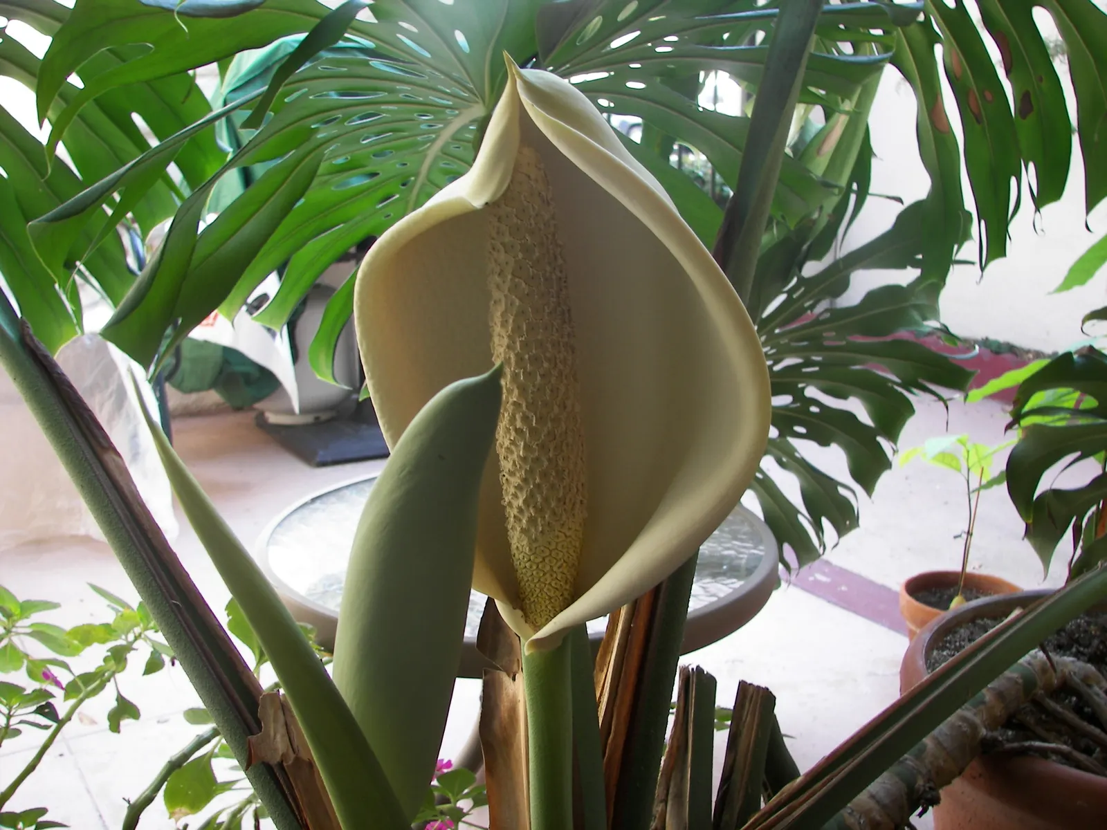 Monstera (Monstera Deliciosa) — thriving in indirect sunlight to avoid leaf scorch; heart-shaped leaves are a deep, image 84