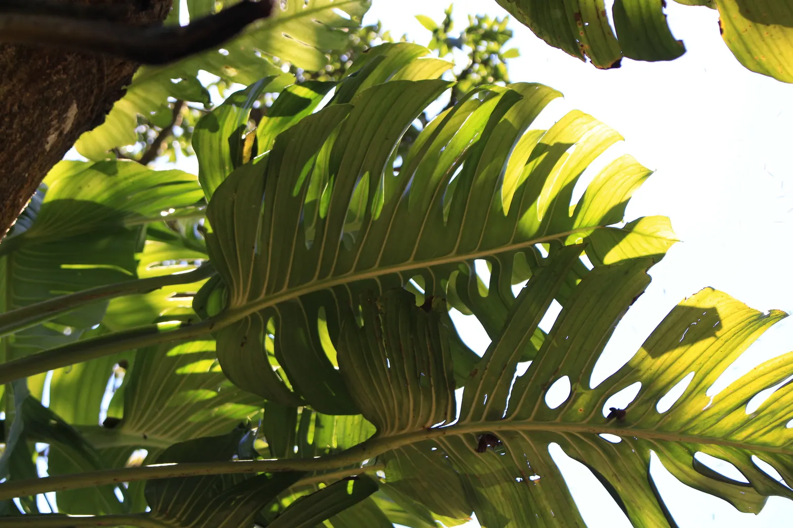Monstera (Monstera Deliciosa) — often reaching lengths of around 1 to 2 feet with proper care; perforated leaves that can span up to 18 inches, image 191