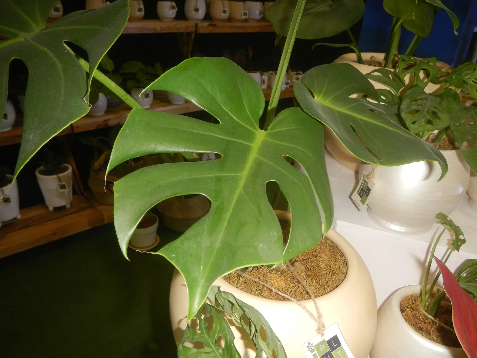 Monstera (Monstera Deliciosa) — this plant thrives in a landscape design that emulates its natural; with its dramatic presence, image 134