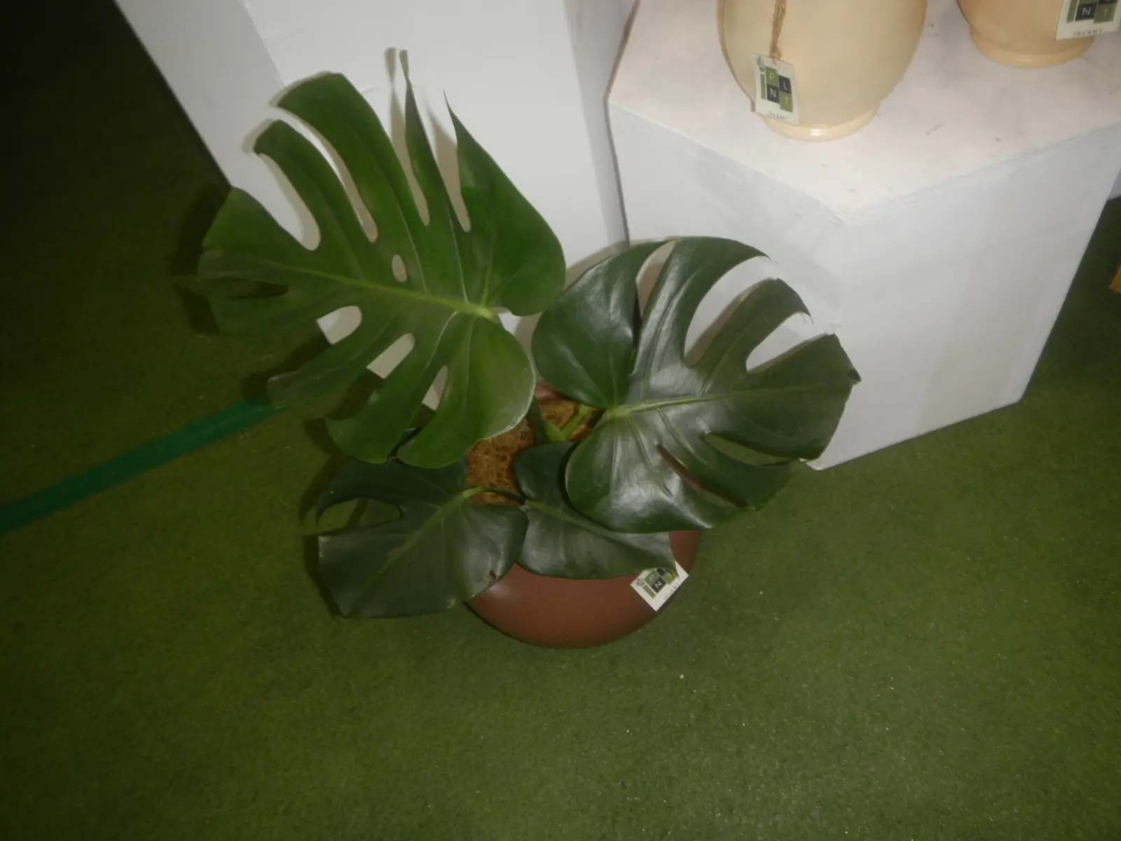 Monstera (Monstera Deliciosa) — With support, it can reach an impressive height of 10 feet, becoming a captivating focal point; provide consistent, image 113