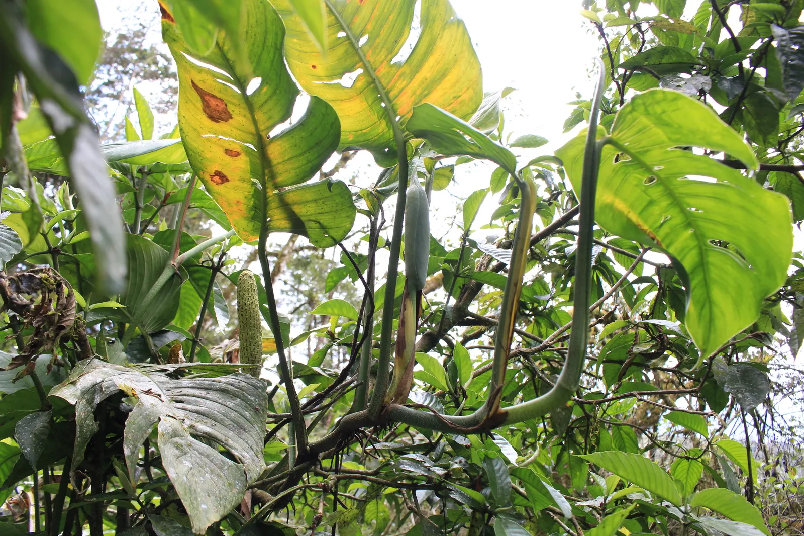 Monstera (Monstera Deliciosa) — With its dramatic presence; this plant thrives in a landscape design that emulates its natural, image 143
