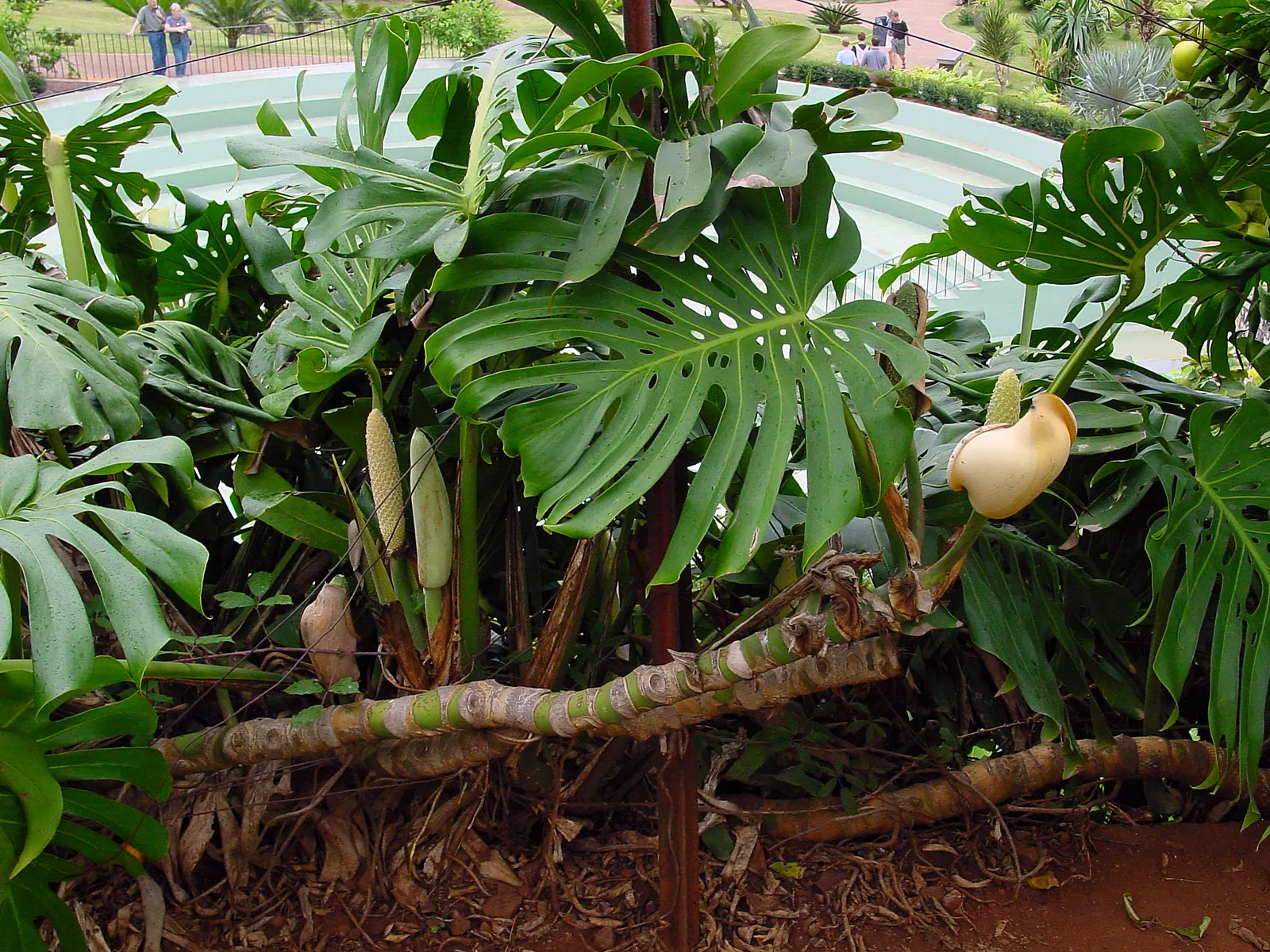 Monstera (Monstera Deliciosa) — often referred to as the "Swiss Cheese Plant," is an iconic tropical perennial renowned for its distinctive, image 96