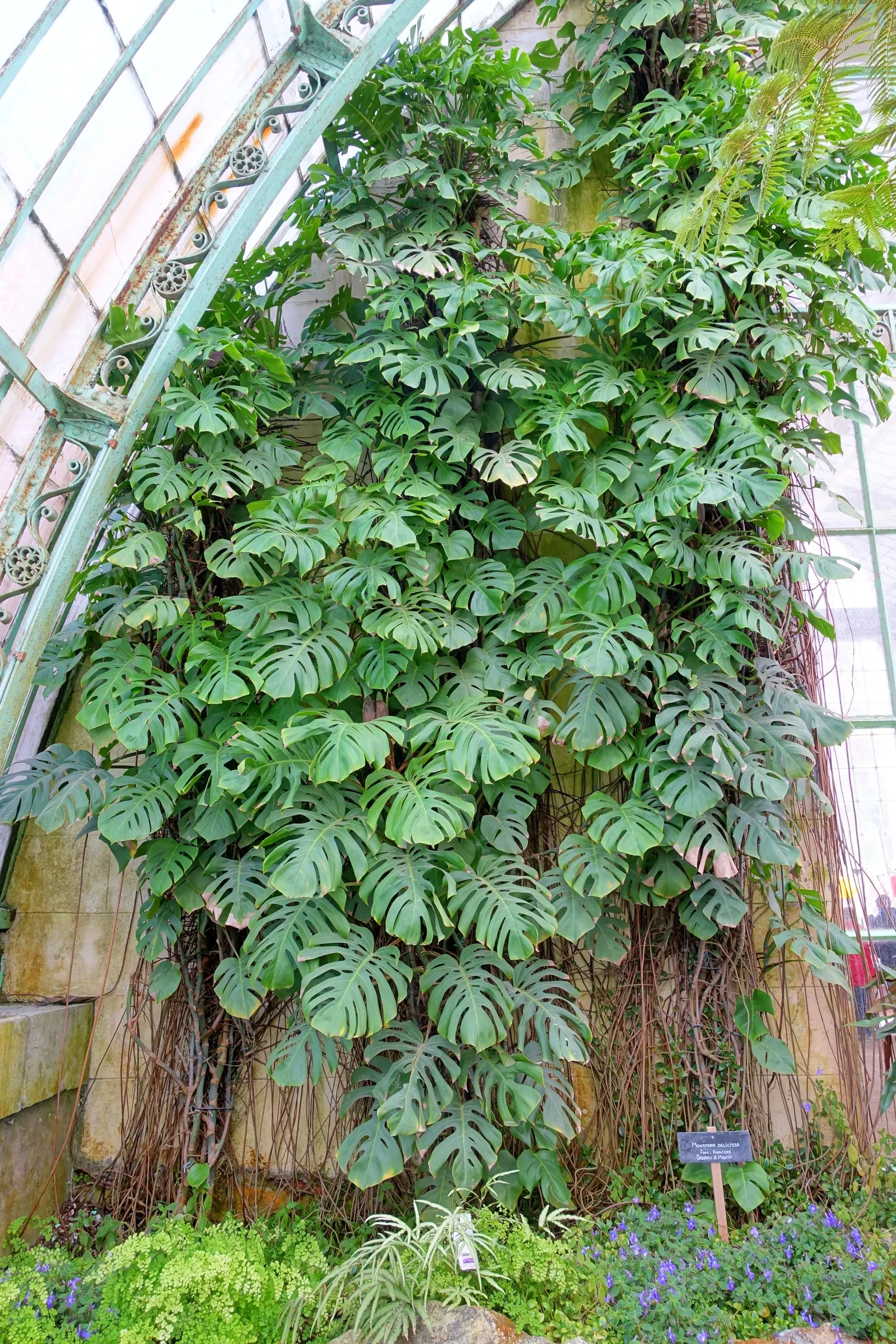 Monstera (Monstera Deliciosa) — With support, it can reach an impressive height of 10 feet, becoming a captivating focal point; provide consistent, image 149