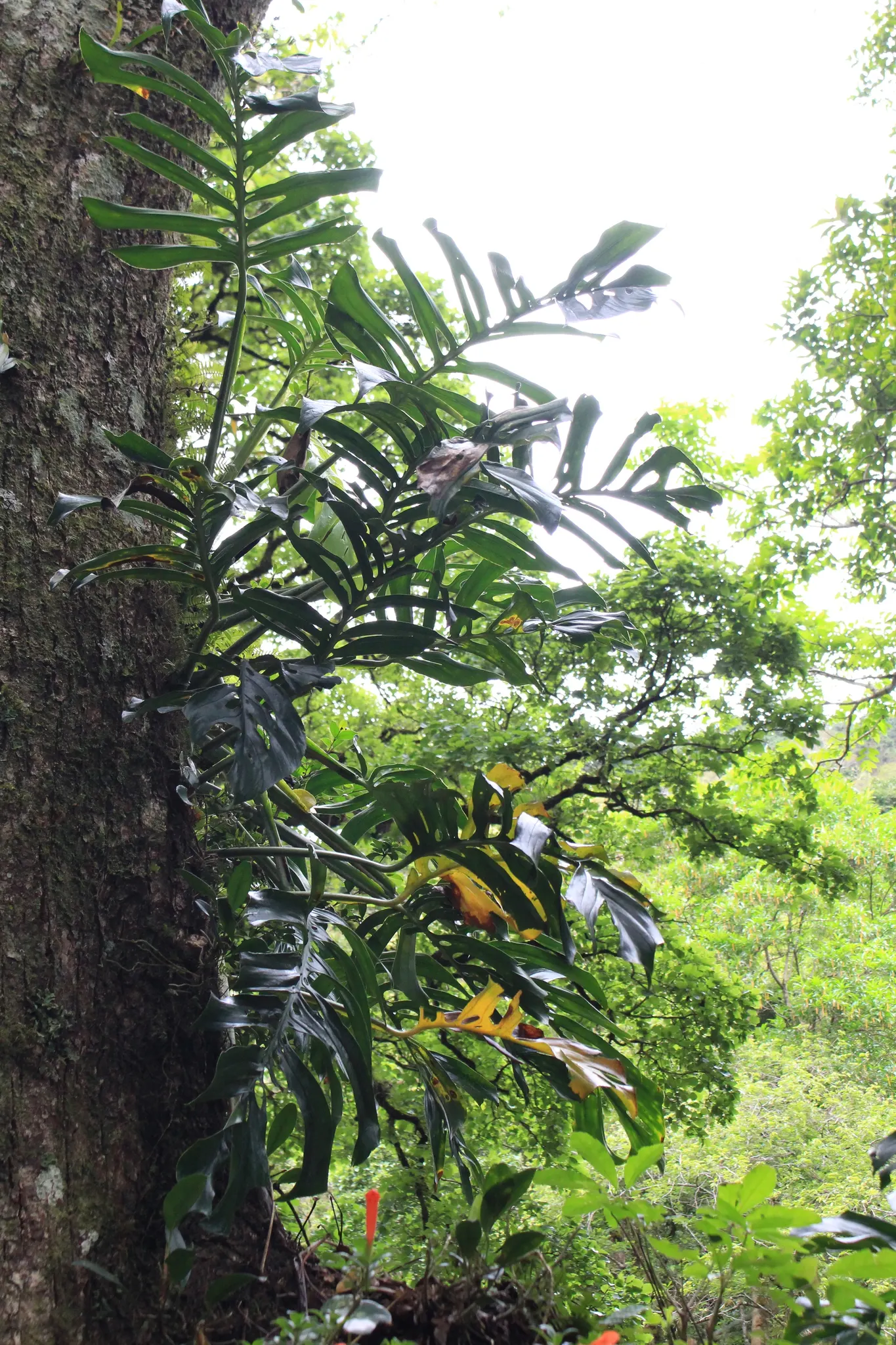 Monstera (Monstera Deliciosa) — is a tropical perennial renowned for its dramatic; it prefers humid conditions and temperatures between 68&deg;F to, image 181